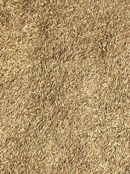 Vând ovăz preț 1 50 pentru mai multe detalii sunați la numărul de tel