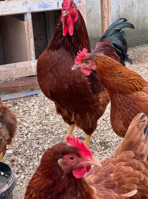 Тухум Tuxum Ханхяп пародали тавуқлар тухуми бор