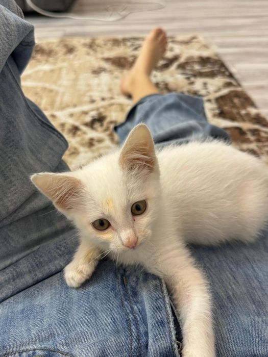 Котенок 1,5 мес, белая