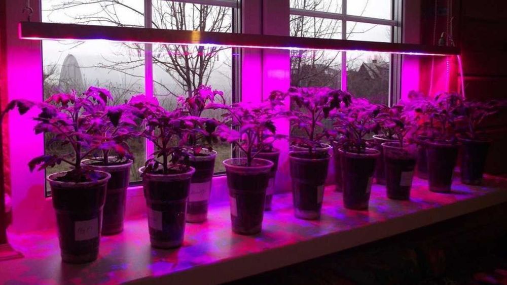 Фитолампы для цветов
