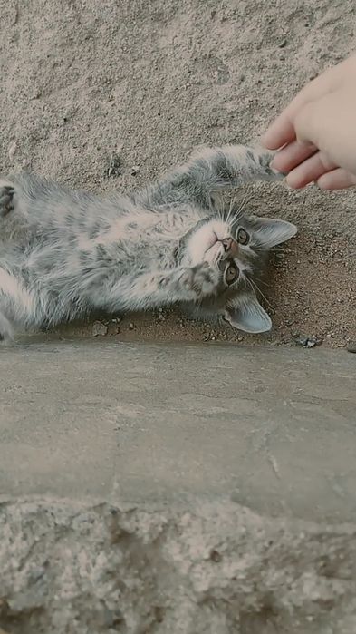 Котята бесплатно в добрые руки