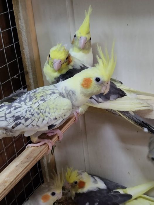 Кореллы молодые ручные