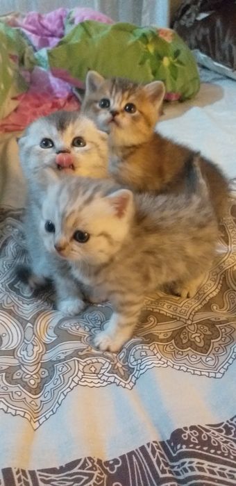 Продаются помпушки