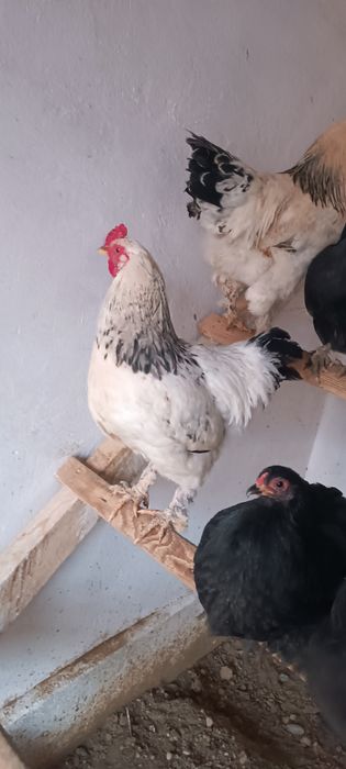 Қораз, әтеш, петух