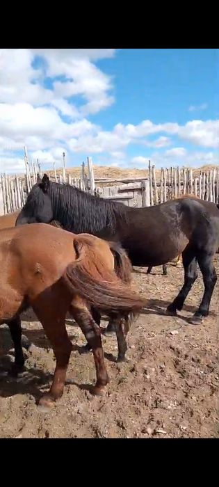 Үйір жылқы сатылады