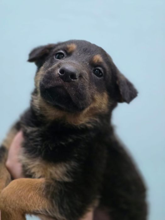 Немецкая овчарка (щенки девочки)