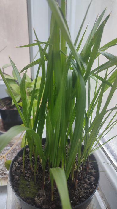 Palmieri Washingtonaia cotton robusta