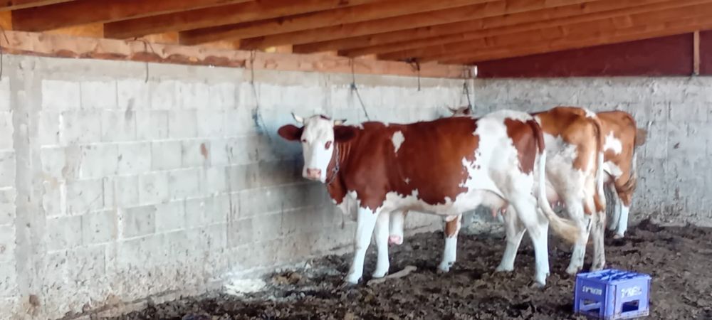 Vaca de vanzare s