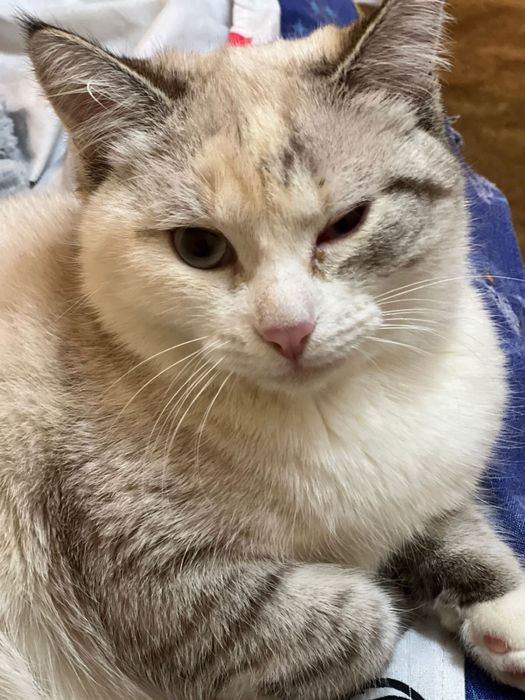 Отдам кошку в добрые руки