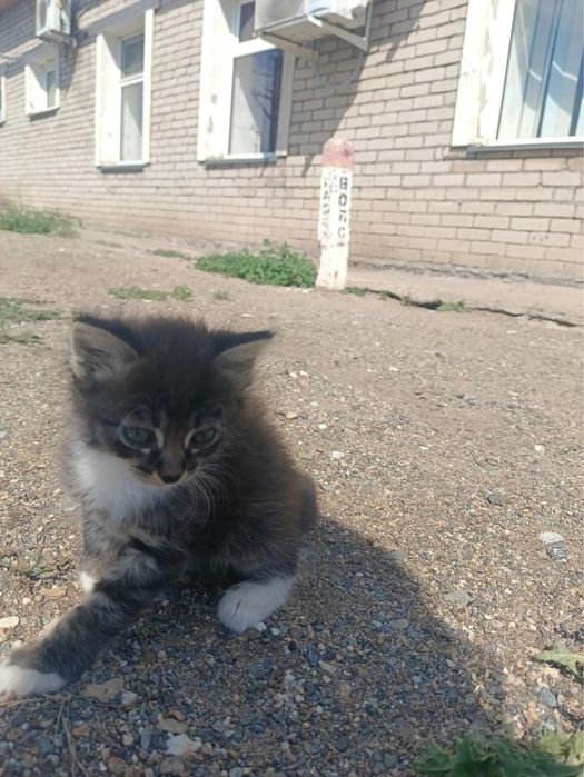Отдам котят в хорошие руки