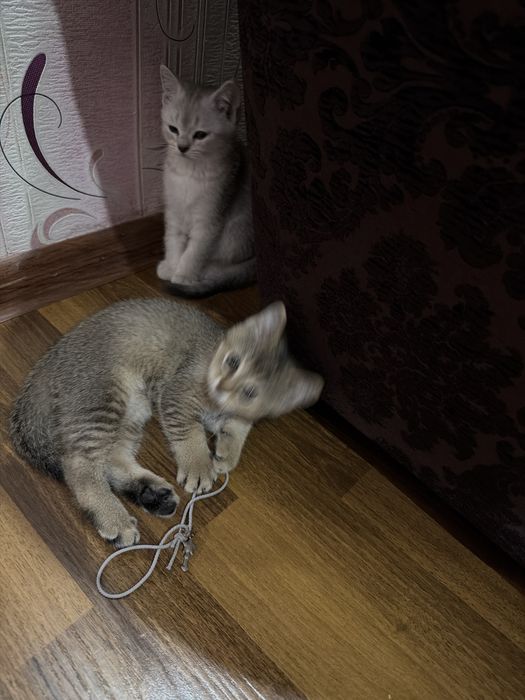 Мушуклар скотиш фолд