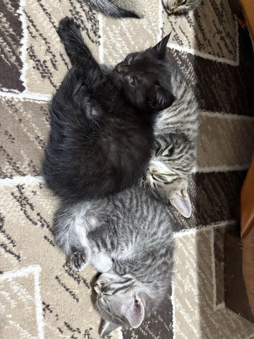 Отдам котят, Талдыкорган