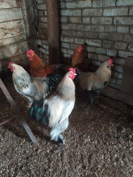 В продаже куры брама питухи