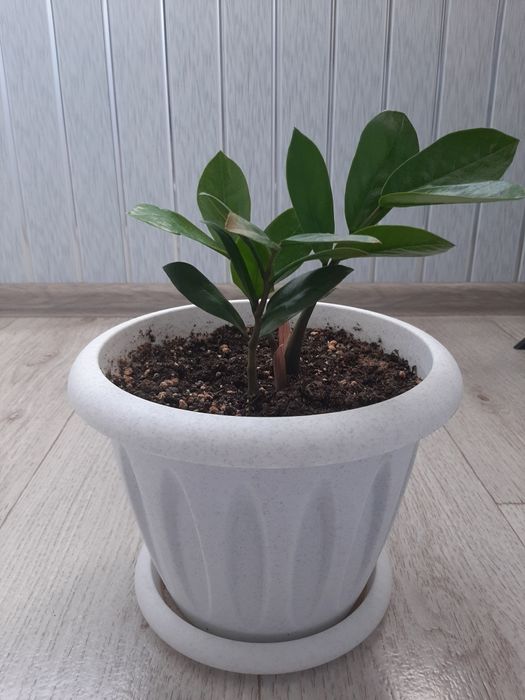 Цветок Замиокулькас