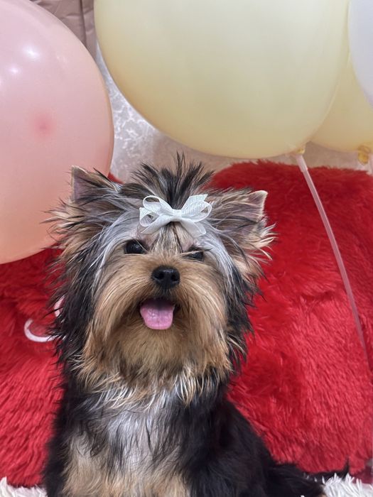 Шикарный щенок йоркширского терьера с мега коротким носиком