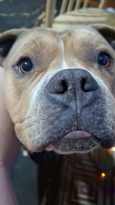 Пёс только знающим породу людям!