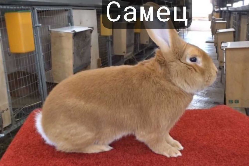 Кролики бургундской породы