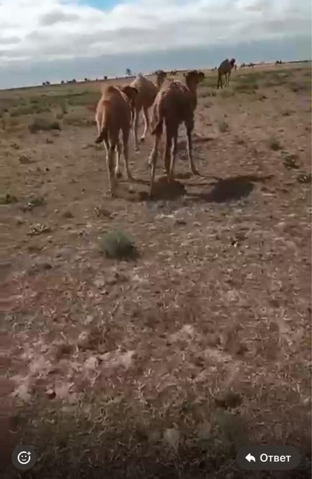 Ассалаумағалейкум