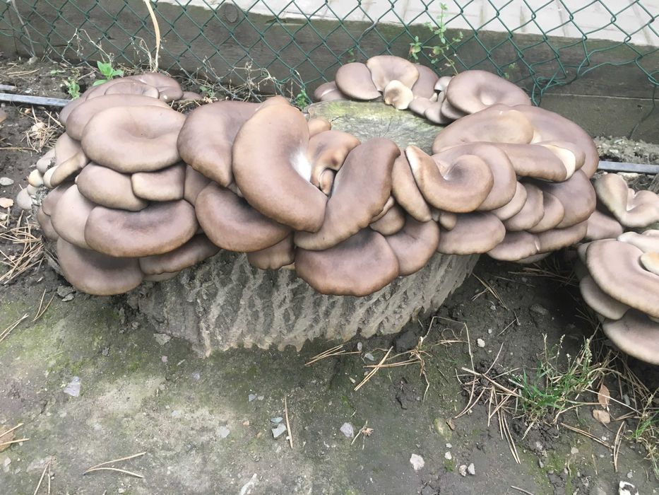 Мицелий грибов вешенки
