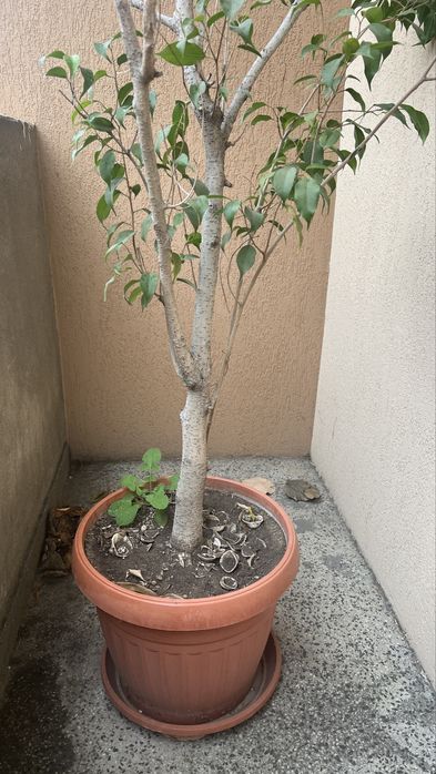 Дърво Бенджамин