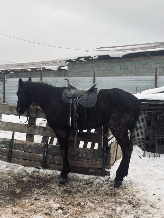 Асаламалекум осы кунан сатылады