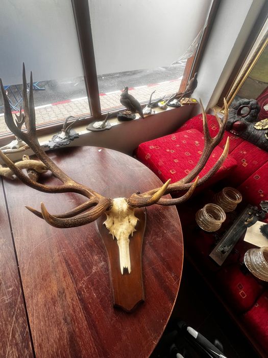 Coarne cerb (trofeu) germania