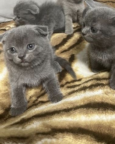 Шотландские котята