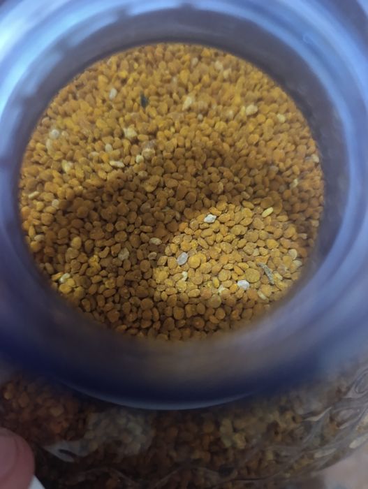 Asalari gulchangi sotiladi