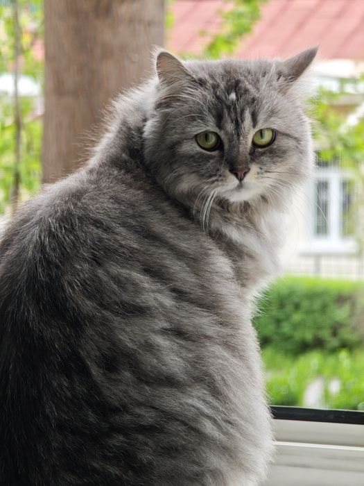 Отдам кошку сибирский и её котёнка