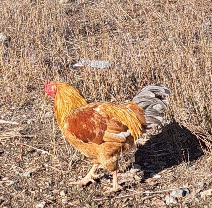 Продам петухов домашних