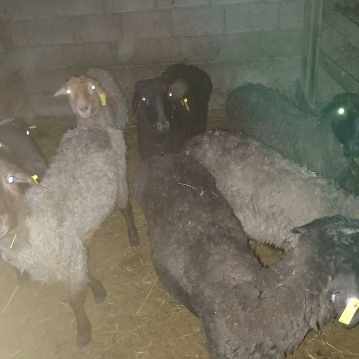 Кой сатылады срочно