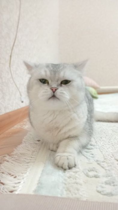 Шотландский кошка