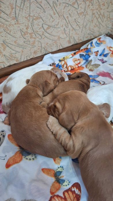 Щенки коккера спаниеля