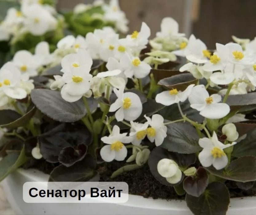 Вечноцветущие бегонии