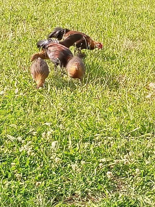 Găini și cocos phoenix