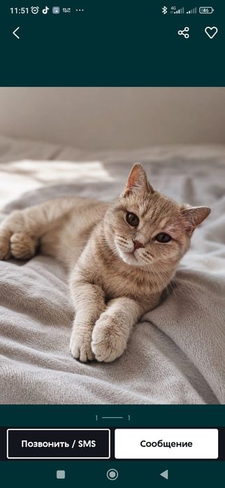 Отдам кошку в добрые руки