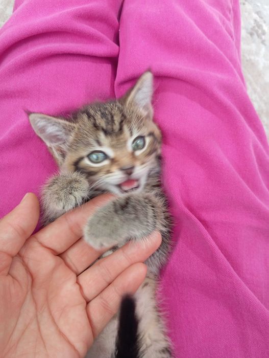 Отдам в добрые руки котенка мальчик