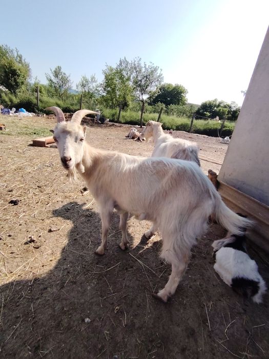 Vând 4 capre și 4 iezi!