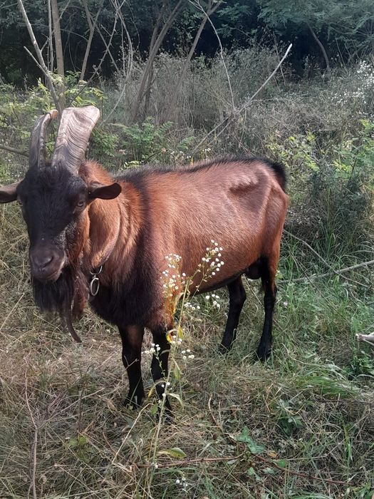 Țap alpin francez