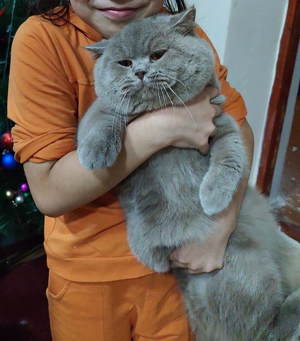 Продается кот очень умный