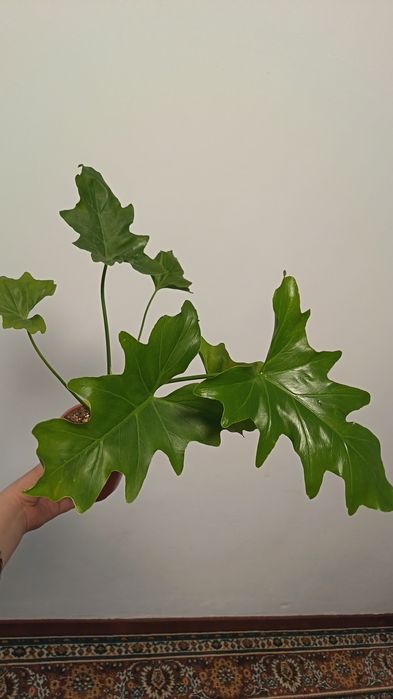 филодендрон литл хоуп