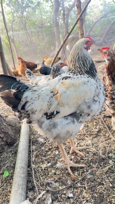 Продам курей Брамы