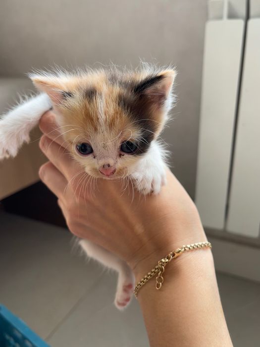 Продам котят , все мальчики