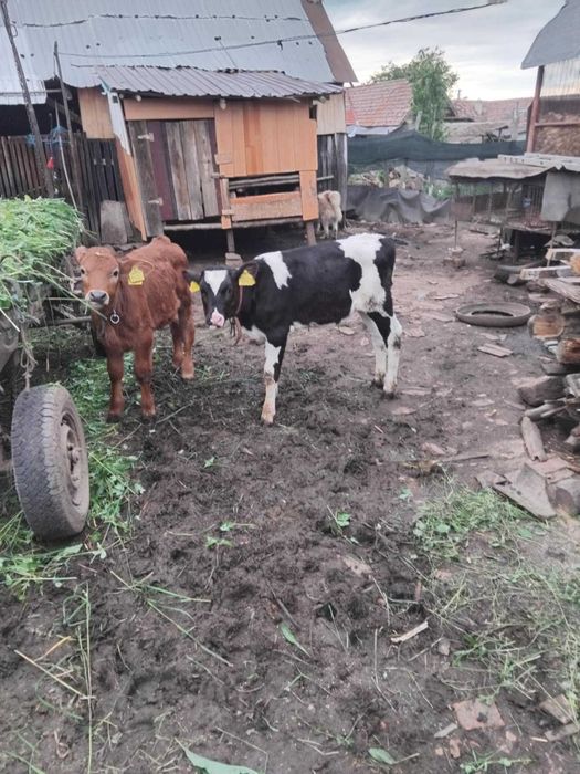 De vânzare o vițeaua și un tauras