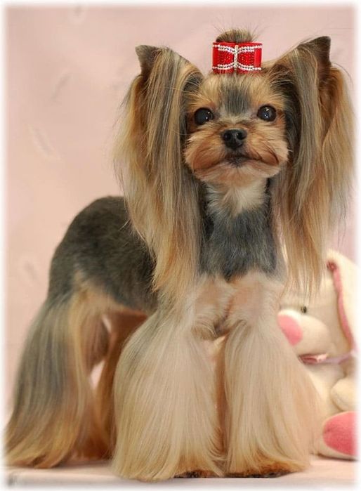 стрижка собак