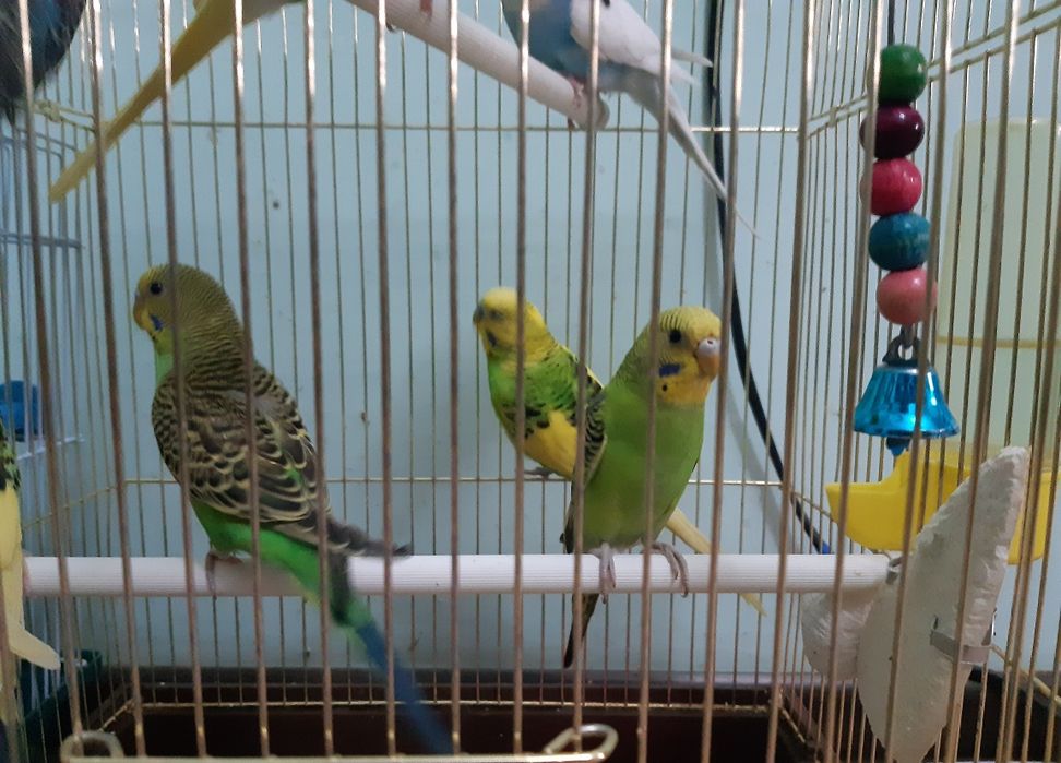 CHEXSKIY VALNISTIY  sog'lom qushlar