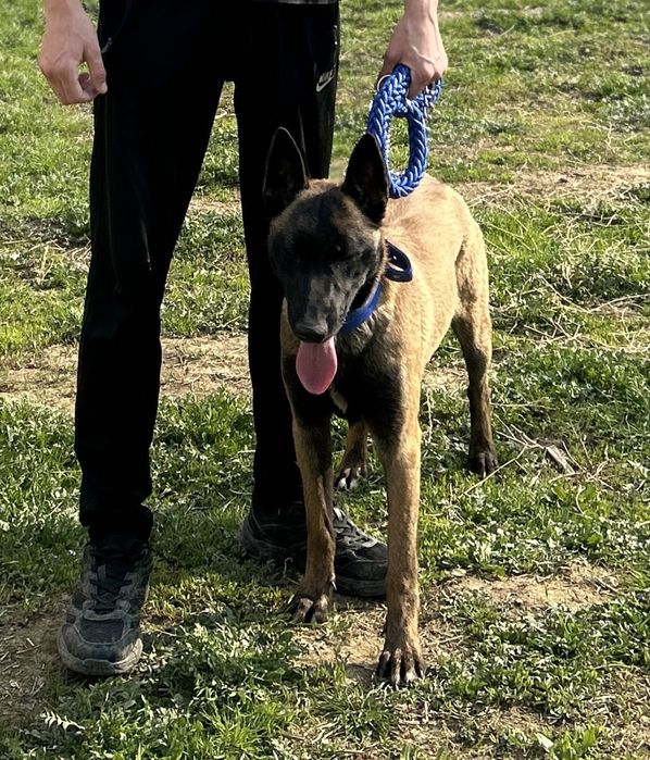 Продается Малинуа девочка