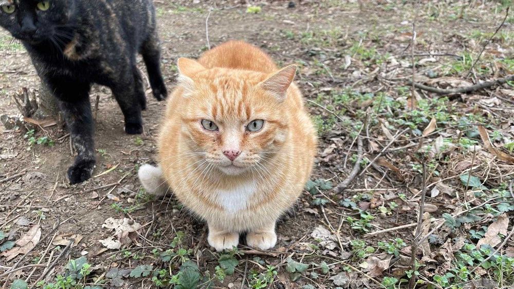 Galbioara, pisica de 7 ani, sterilizata