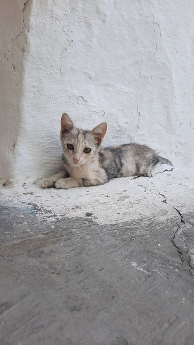 Марғаулар, котята