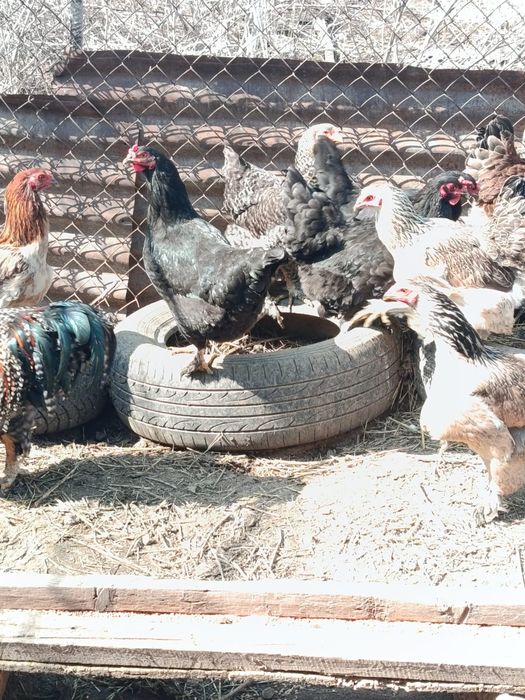 Продам инкубационные яйца.